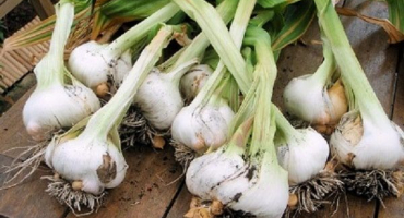 Jak sázet a pečovat o rodinný česnek, sklízet a skladovat plodiny